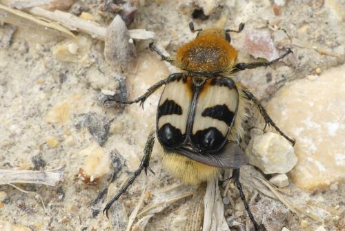 Réf. 231 327 : Trichius fasciatus